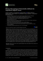 Human Macrophages Preferentially Infiltrate the Superficial Adipose Tissue