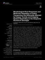 Morphological root responses and molecular regulation of cation transporters are differently affected by copper toxicity and cropping system depending on the grapevine rootstock genotype