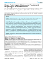 Mutant Parkin impairs mitochondrial function and morphology in human fibroblasts