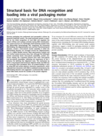 Structural basis for DNA recognition and loading into a viral packaging motor