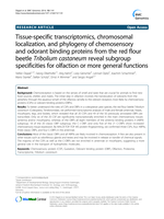 Tissue-specific transcriptomics, chromosomal localization, and phylogeny of chemosensory and odorant binding proteins from the red flour beetle Tribolium castaneum reveal subgroup specificities for olfaction or more general functions