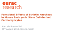 Functional Effects of Striatin Knockout in Mouse Embryonic Stem Cell-derived Cardiomyocytes