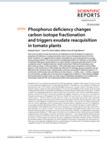 Phosphorus deficiency changes carbon isotope fractionation and triggers exudate reacquisition in tomato plants