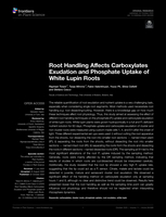 Root Handling Affects Carboxylates Exudation and Phosphate Uptake of White Lupin Roots