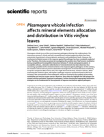 Plasmopara viticola infection affects mineral elements allocation and distribution in Vitis vinifera leaves