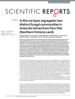 A thin ice layer segregates two distinct fungal communities in Antarctic brines from Tarn Flat (Northern Victoria Land)