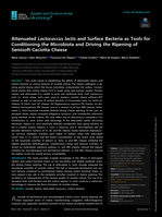Attenuated Lactococcus lactis and Surface Bacteria as Tools for Conditioning the Microbiota and Driving the Ripening of Semisoft Caciotta Cheese