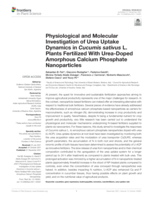 Physiological and Molecular Investigation of Urea Uptake Dynamics in Cucumis sativus L. Plants Fertilized With Urea-Doped Amorphous Calcium Phosphate Nanoparticles