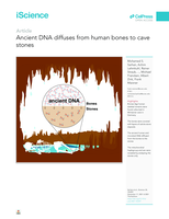 Ancient DNA diffuses from human bones to cave stones