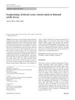 Ecophysiology of dorsal versus ventral cuticle in flattened sawfly larvae