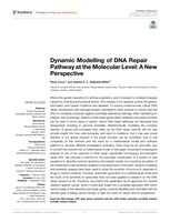 Dynamic Modelling of DNA Repair Pathway at the Molecular Level: A New Perspective