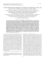 A novel Bacteroidetes symbiont is localized in Scaphoideus titanus, the insect vector of Flavescence Dorée in Vitis vinifera