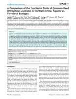 A Comparison of the Functional Traits of Common Reed (Phragmites australis) in Northern China: Aquatic vs. Terrestrial Ecotypes