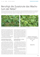 Beruhigt die Zusatzrute das Wachstum der Rebe?
