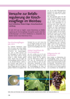 Versuche zur Befallsregulierung der Kirschessigfliege im Weinbau