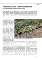 Pflanzen für den Unterstockbereich