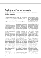 Epiphytische Pilze auf dem Apfel