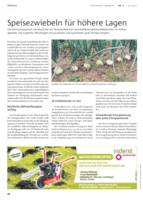 Speisezwiebeln für höhere Lagen