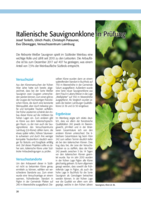 Italienische Sauvignonklone in Prüfung