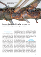 I cancri corticali delle pomacee