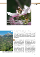 Bienenschäden während der Obstbaumblüte 2009