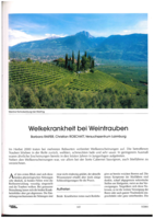 Welkekrankheit bei Weintrauben