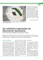 Die natürlichen Gegenspieler der Marmorierten Baumwanze