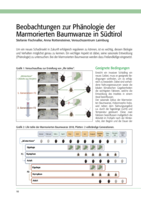 Beobachtungen zur Phänologie der Marmorierten Baumwanze in Südtirol