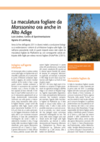 La maculatura fogliare da marssonina ora anche in Alto Adige