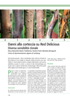 Danni alla corteccia su Red Delicious. Diversa sensibilità clonale