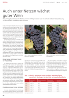 Auch unter Netzen wächst guter Wein
