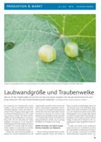 Laubwandgröße und Traubenwelke