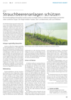 Strauchbeeranlagen schützen