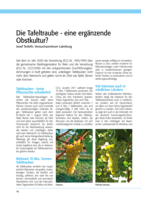 Die Tafeltraube - eine ergänzende Obstkultur?