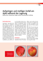 Aufspringen und mehliger Zerfall am Apfel während der Lagerung