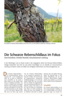 Die Schwarze Rebenschildlaus im Fokus
