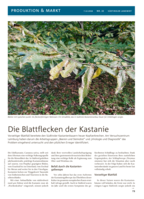 Die Blattflecken der Kastanie