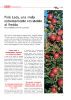 Pink Lady, una mela estremamente resistente al freddo