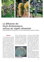 La diffusione dei lieviti Brettanomyces sull’uva nei vigneti altoatesini