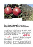 Klonenbereinigung bei Braeburn