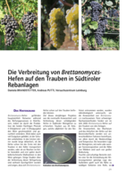 Die Verbreitung von Brettanomyces-Hefen auf den Trauben in Südtiroler Rebanlagen