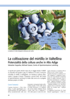 La coltivazione del mirtillo in Valtellina. Potenzialità della coltura anche in Alto Adige