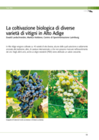 La coltivazione biologica di diverse varietà di vitigni in Alto Adige