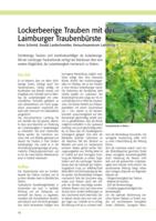 Lockerbeerige Trauben mit der Laimburger Traubenbürste