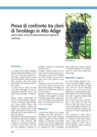 Prova di confronto tra cloni di Teroldego in Alto Adige