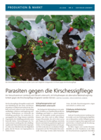Parasiten gegen die Kirschessigfliege