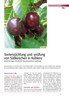 Sortenzüchtung und -prüfung von Süßkirschen in Koblenz