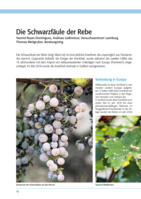 Die Schwarzfäule der Rebe