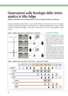 Osservazioni sulla fenologia della cimice asiatica in Alto Adige