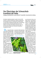 Der Überträger der Schwarzholzkrankheit der Rebe